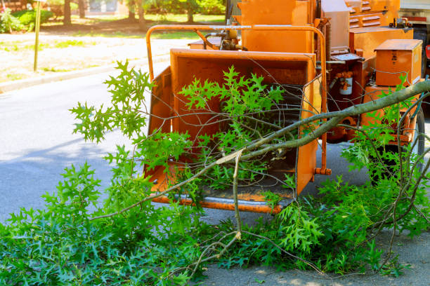 Professional Tree Removal in Sumner, IL